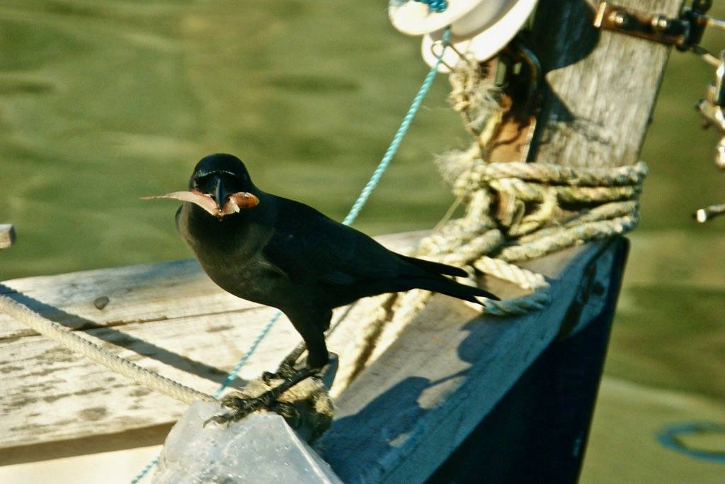 Fishing Crow! by tim ellis is licensed under CC BY-NC 2.0